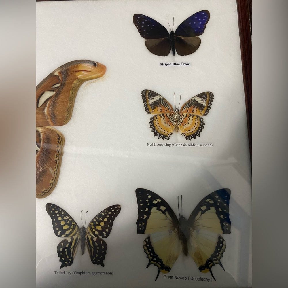 Moth frame - Picture 5 of 5